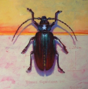 Beetle 1